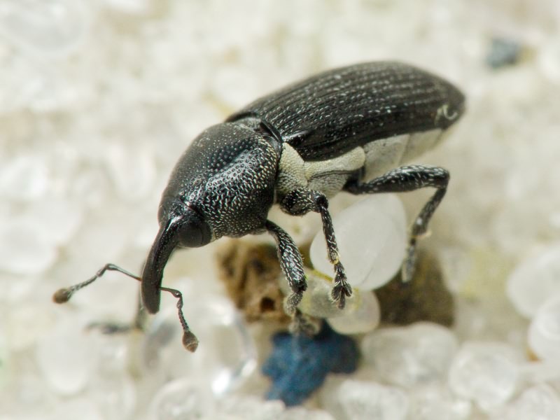 Limnobaris dolorosa (Goeze, 1777)